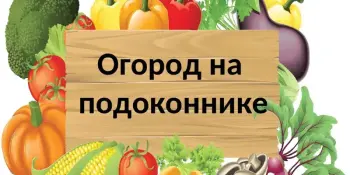 ОГОРОД НА ПОДОКОННИКЕ